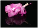 Pink_Christmas_Cactus.jpg