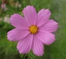 Pink_Cosmos.jpg