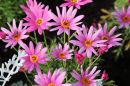 Pink_Daisies_800.jpg