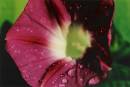 Pink_Morning_Glory.jpg