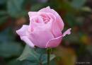 Pink_Rose.jpg