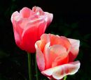 Pink_Rose1.jpg