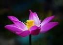 Pinky-Flower.jpg
