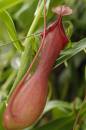 Pitcher_plant.jpg