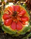 Plant_Seeds_1_edited-1.jpg