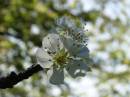 Plum_Blossom.jpg