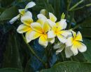 Plumeria-in-the-Rain_1.jpg
