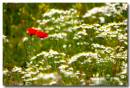 Poppies-in-a-field.jpg