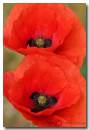 Poppies.jpg