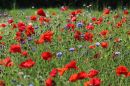 Poppies_and_Cornflowers_800.jpg