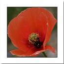 Poppy-2.jpg