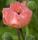 Poppy1.jpg