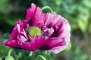 Poppy6.jpg