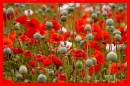Poppy_Field.jpg