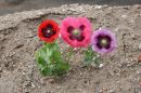 Poppy_s_Purple_Poppy_Animals_Victims_of_War_1.jpg
