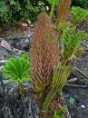 Prehistoric_Flora.jpg