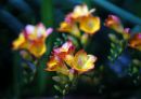 Primary_Focus_BSD9473.jpg