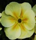 Primrose.jpg