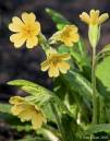 Primrose1.jpg