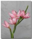 Pschizostylis251106-006.jpg
