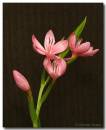Pschizostylis251106-010.jpg