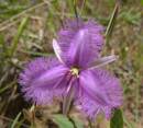 Purple_Fringe_Lily.JPG