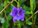 Purple_flower_without_watermark_Medium_.JPG