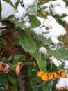 Pyracantha_in_snow_Feb_07.jpg