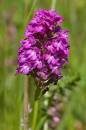 Pyramid_Orchid.jpg