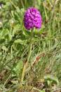 Pyramidal_Orchid.jpg