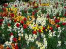 Queen_Elizabeth_Flowers.JPG
