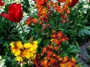 Queen_Elizabeth_Flowers_Closer_.JPG