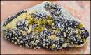 ROCK_GARDEN_1.jpg