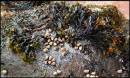 ROCK_GARDEN_4.jpg
