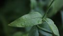 Rain7.jpg