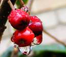 Raindrops_on_berries.jpg