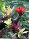 Rainforest_plants_Far_North_Qld.JPG