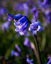 Rannerdale_bluebells-3.jpg