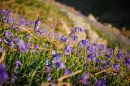 Rannerdale_bluebells-4.jpg
