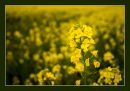 Rapeseed_2.jpg