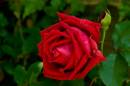 Red-Rose.jpg