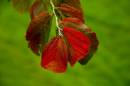 Red-leaf.jpg