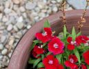 RedFlowerPotted.jpg