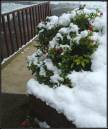 Red_Berries_in_Snow.jpg
