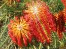 Red_Bottlebrush.jpg