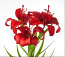 Red_Lillies_2.jpg