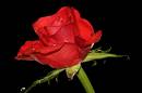 Red_Rose.jpg