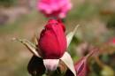 Red_Rose_.JPG