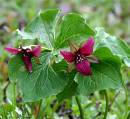 Red_Trillium.JPG