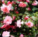 Rhododendron01.jpg